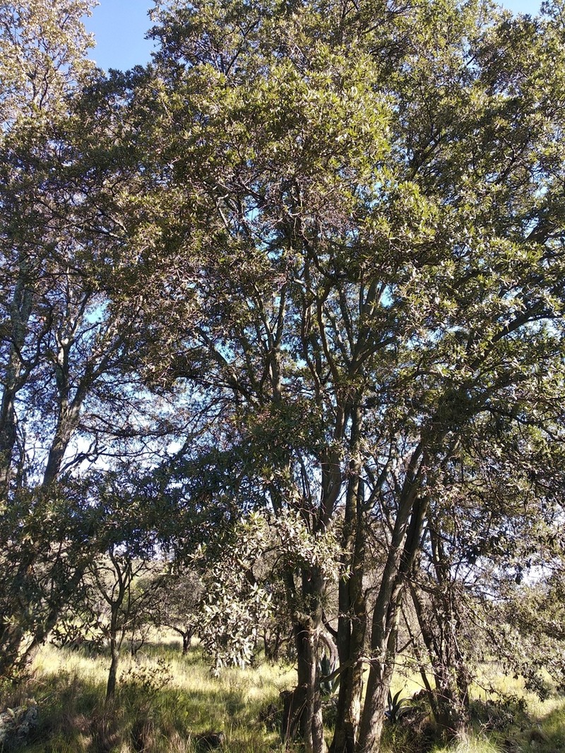 Quercus crassipes photo 3