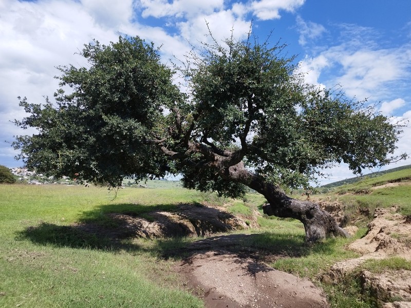 Quercus crassipes photo 4