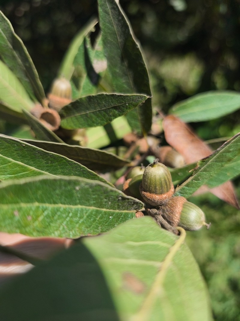 Quercus crassipes photo 5