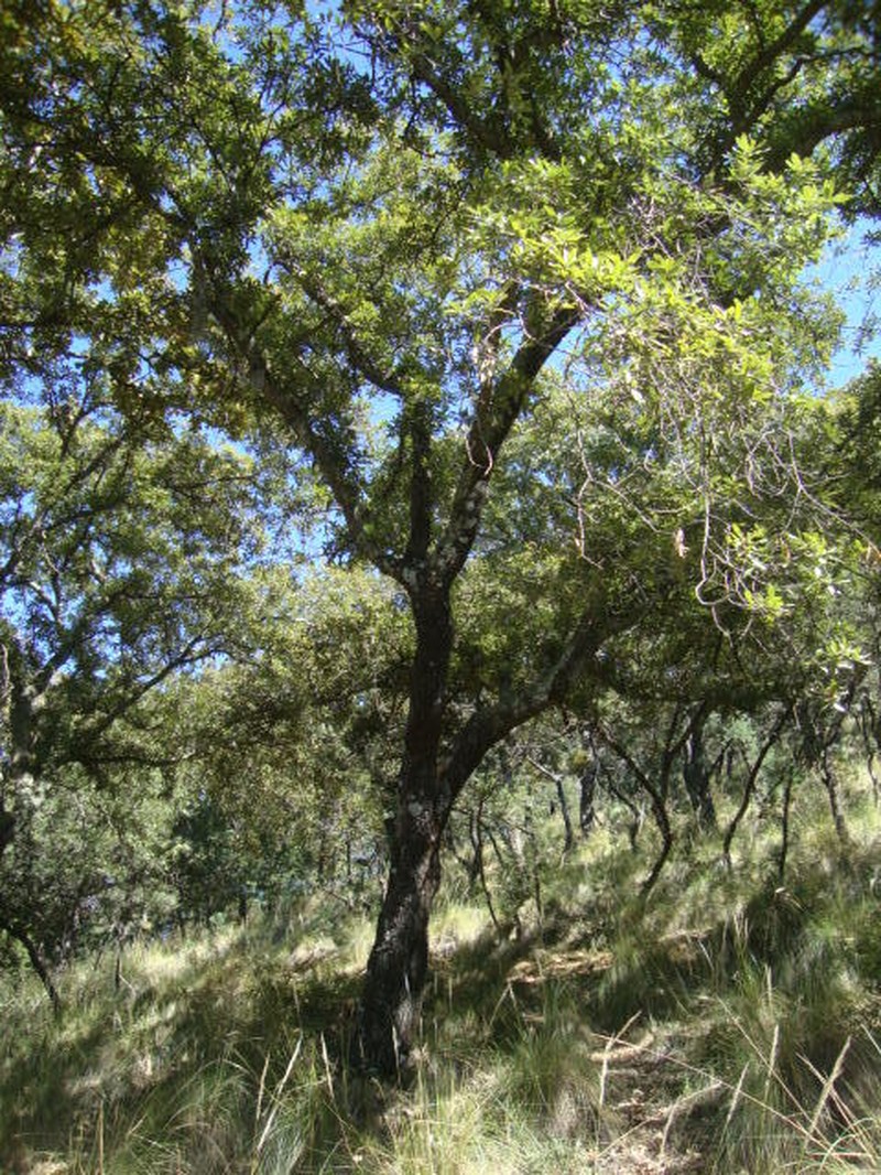 Quercus crassipes photo 6