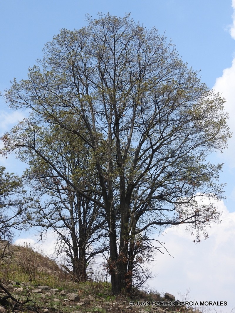 Quercus crassipes photo 7
