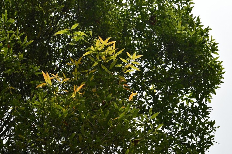 Quercus crispifolia photo 2