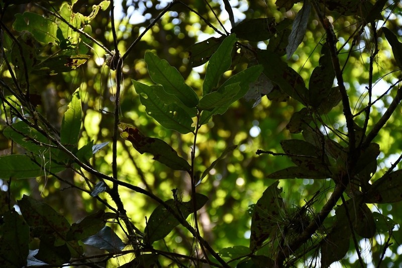 Quercus crispifolia photo 3