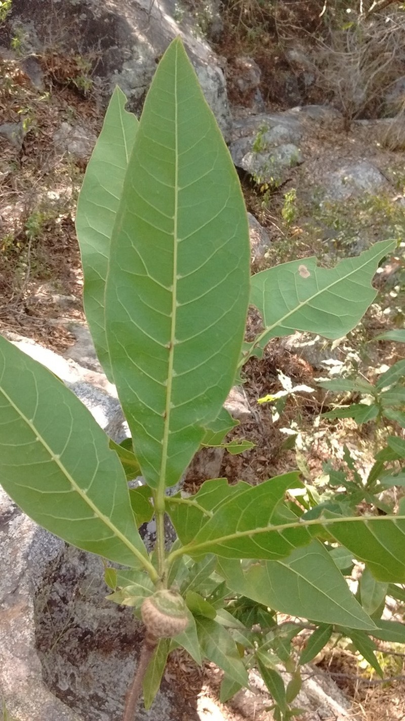 Quercus crispifolia photo 4