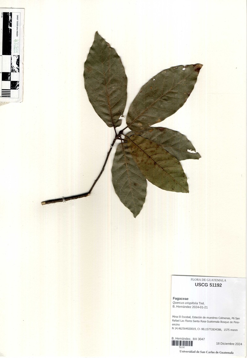 Quercus crispifolia photo 5