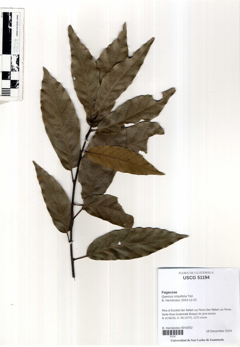 Quercus crispifolia photo 6