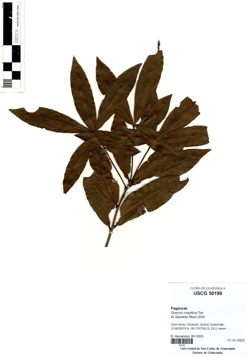 Quercus crispifolia photo 7