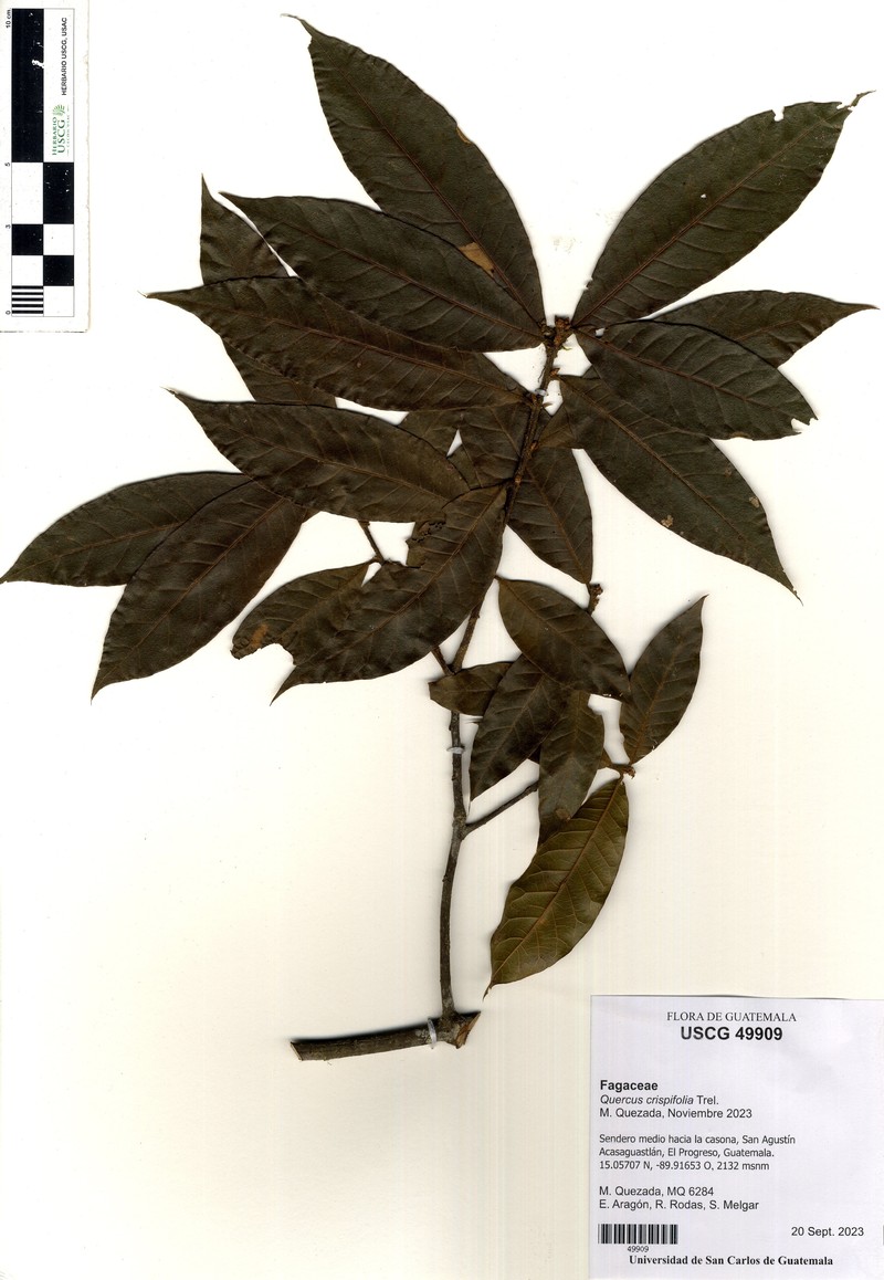 Quercus crispifolia photo 8