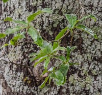 Quercus crispipilis