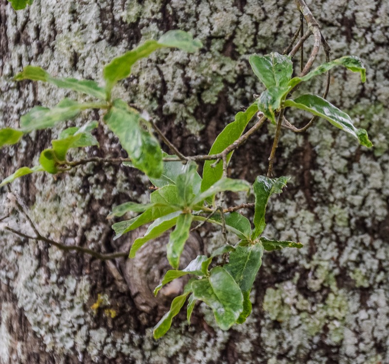 Quercus crispipilis