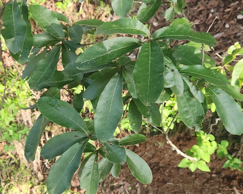 Quercus crispipilis photo 2
