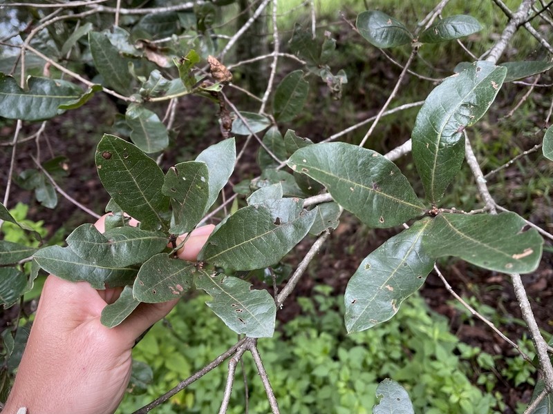 Quercus crispipilis photo 3