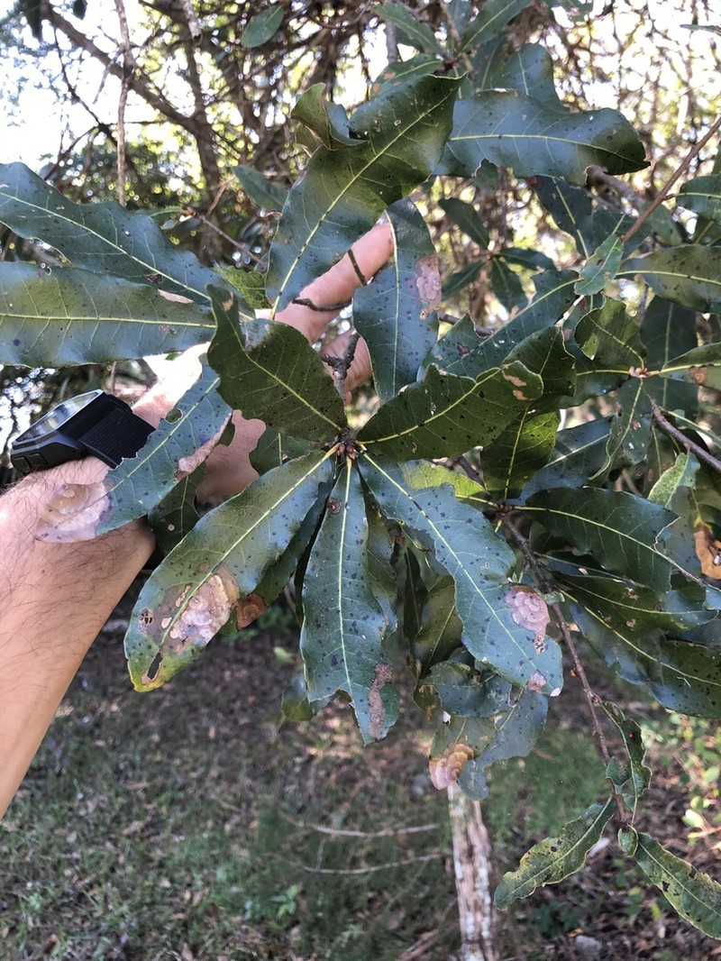Quercus crispipilis photo 4