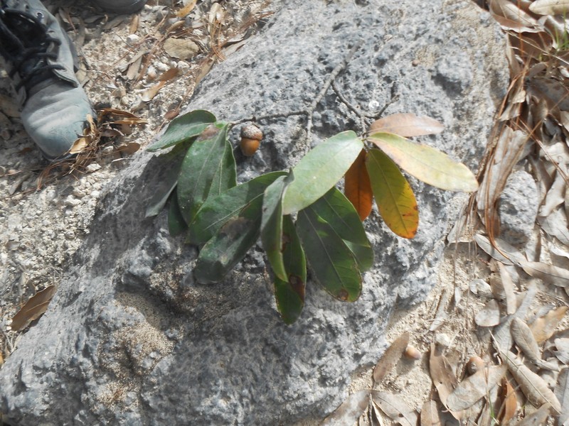 Quercus crispipilis photo 5