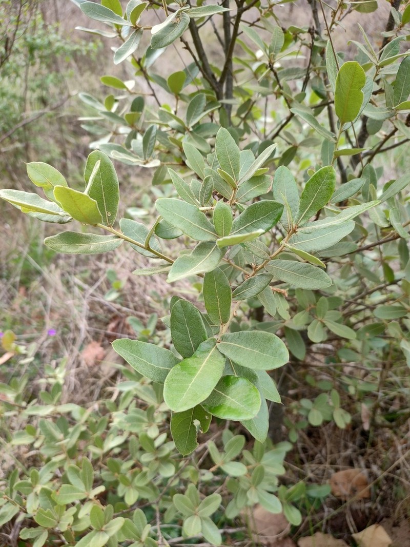 Quercus crispipilis photo 6