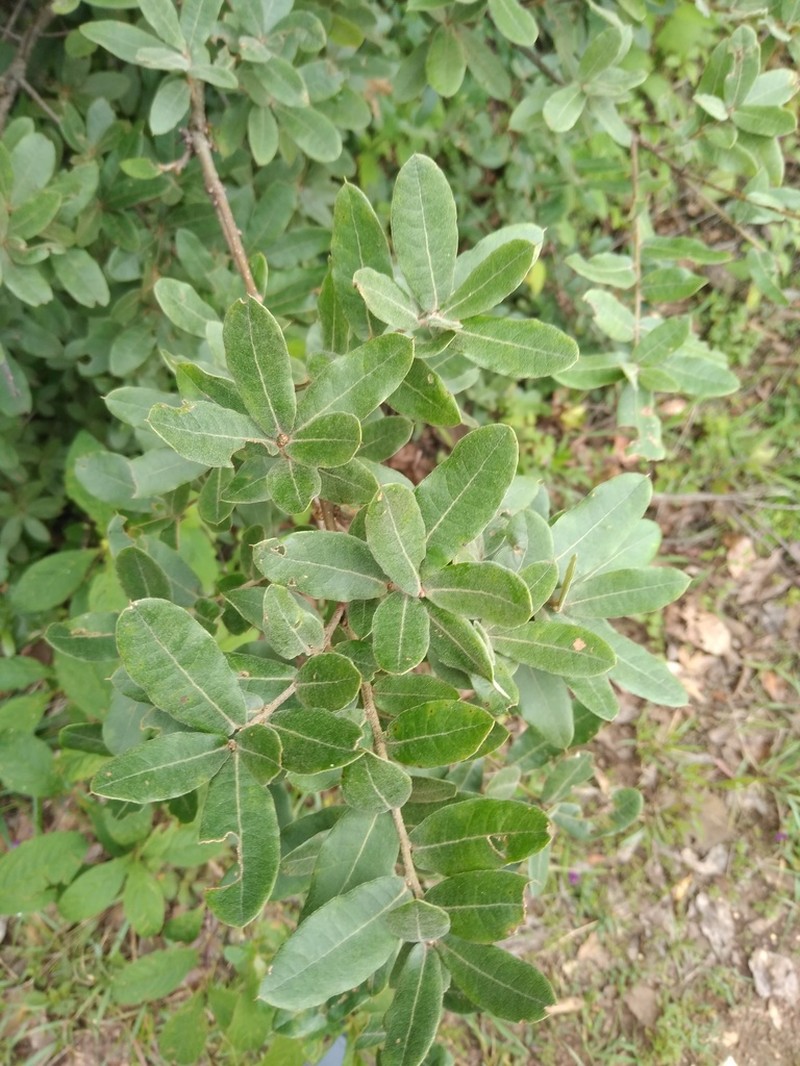 Quercus crispipilis photo 7
