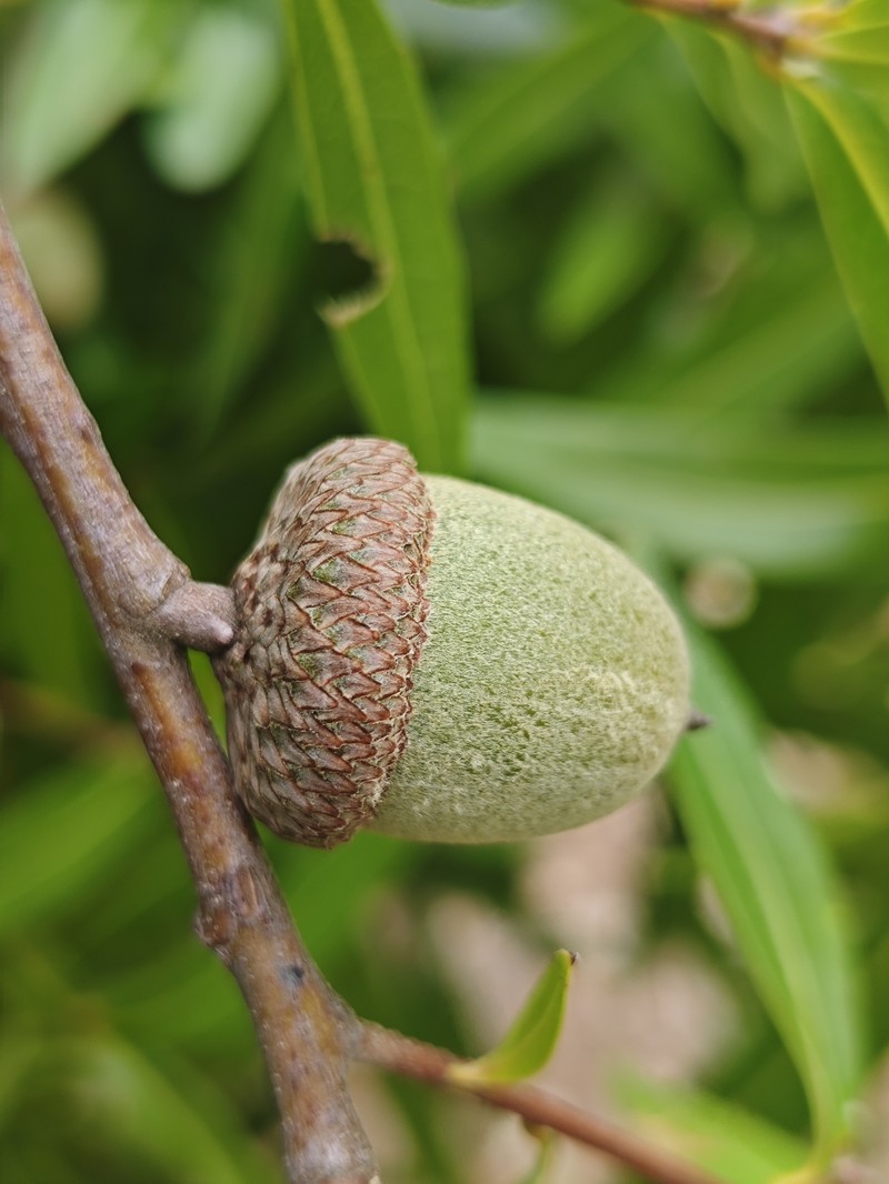 Quercus cualensis photo 2