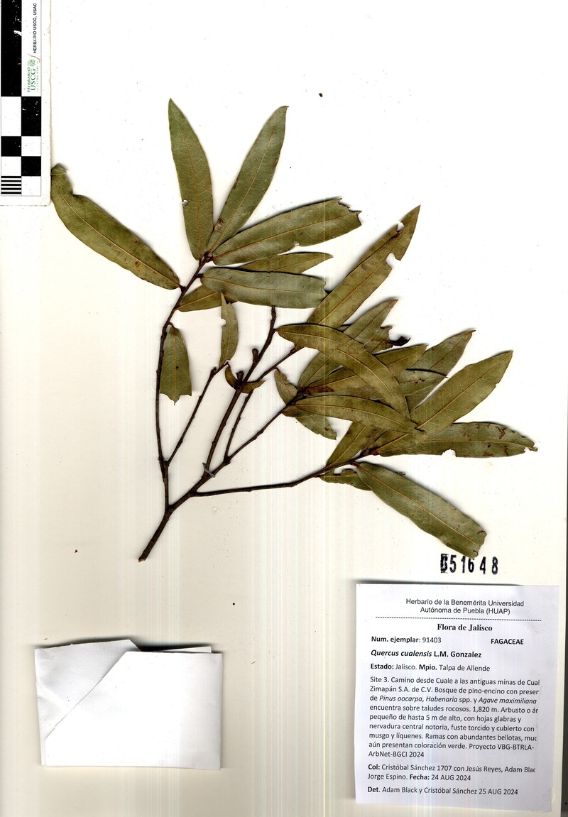 Quercus cualensis photo 3