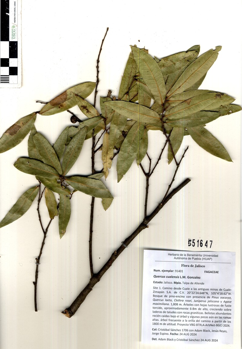 Quercus cualensis photo 4