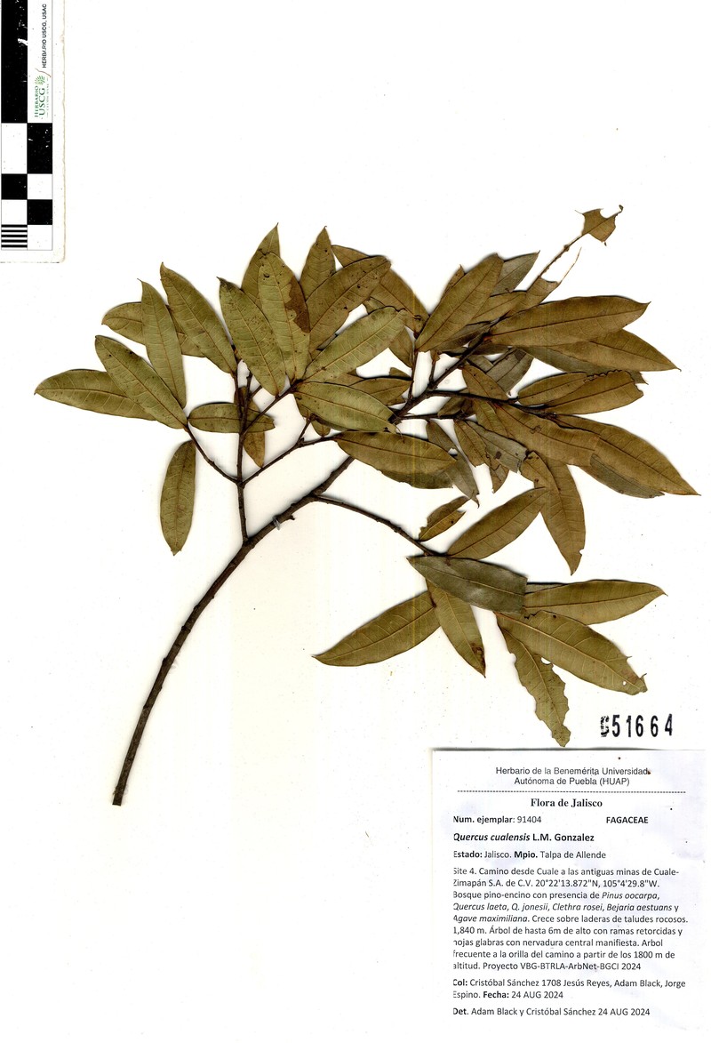 Quercus cualensis photo 5