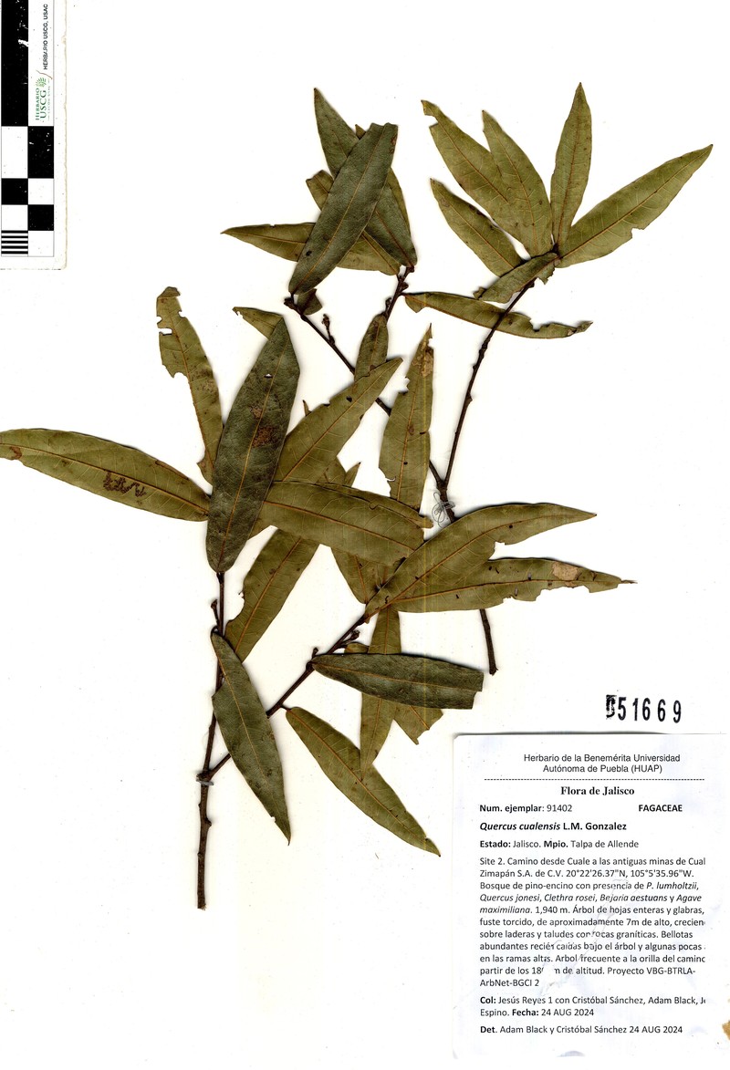 Quercus cualensis photo 6