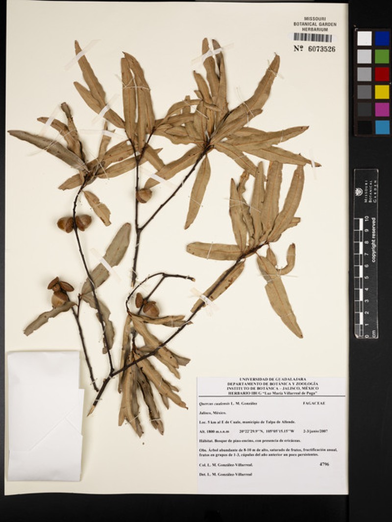 Quercus cualensis photo 7
