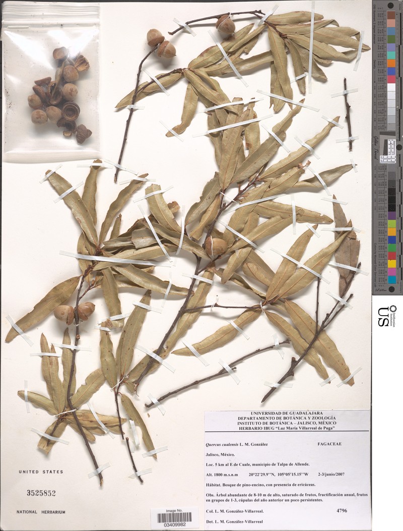 Quercus cualensis photo 8