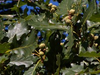 Quercus dalechampii