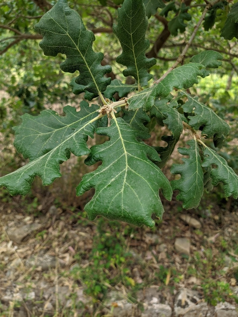 Quercus dalechampii photo 2