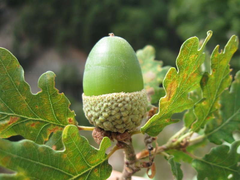 Quercus dalechampii photo 3