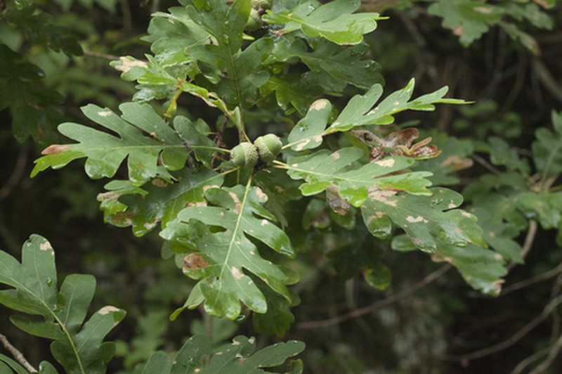 Quercus dalechampii photo 4