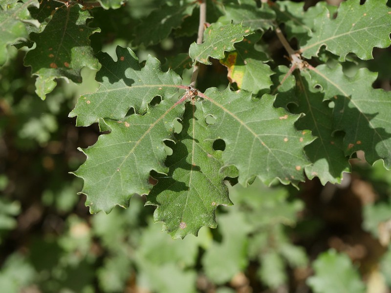 Quercus dalechampii photo 5