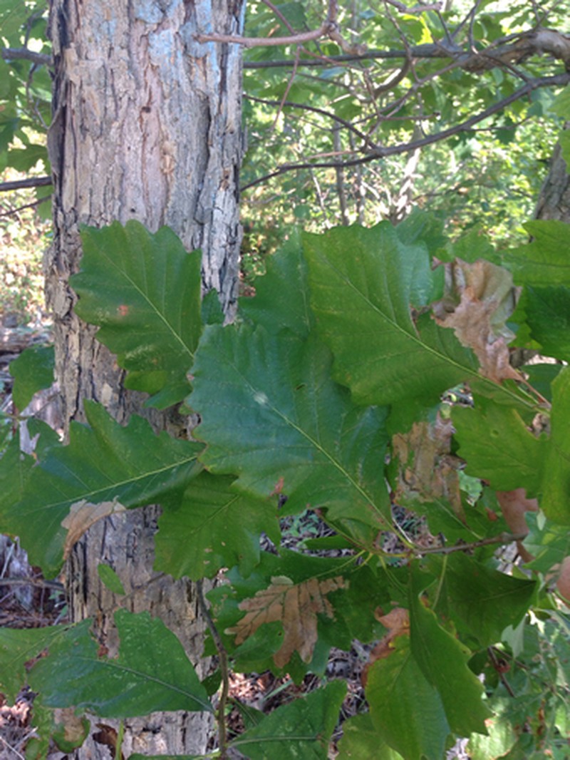 Hybrid Oak