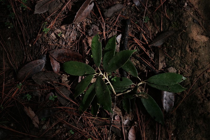 Quercus delavayi
