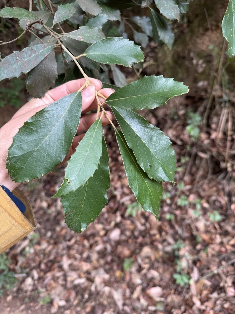 Quercus delavayi photo 2