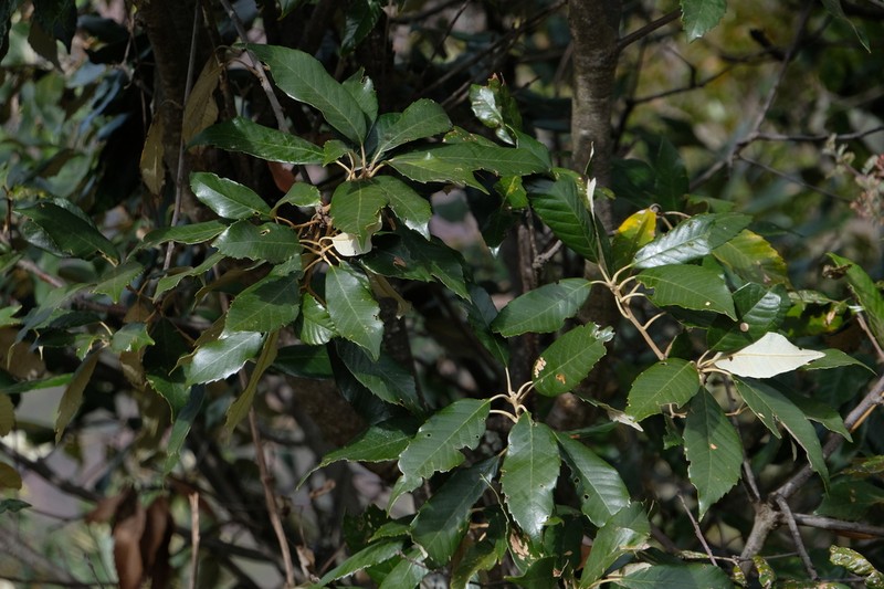 Quercus delavayi photo 3