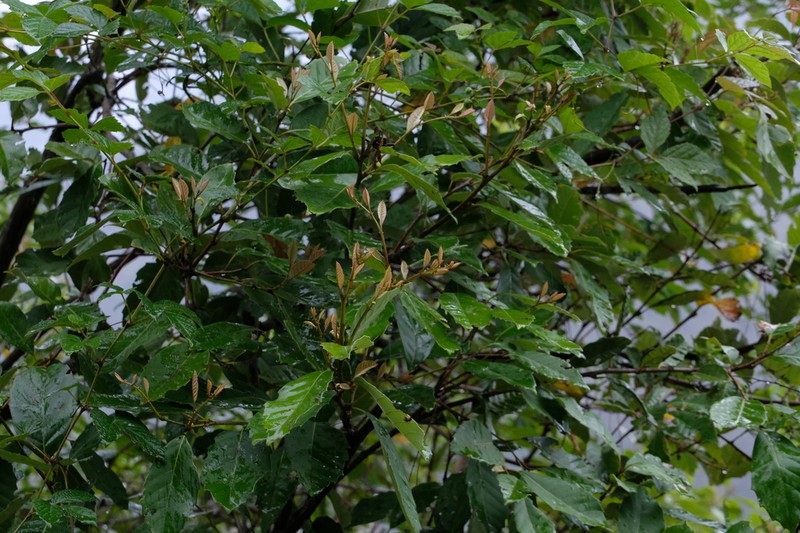Quercus delavayi photo 4