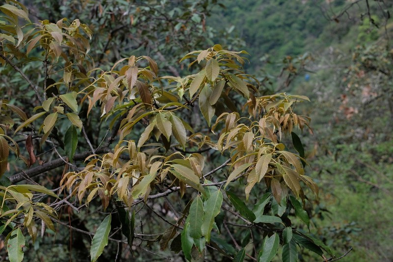 Quercus delavayi photo 5