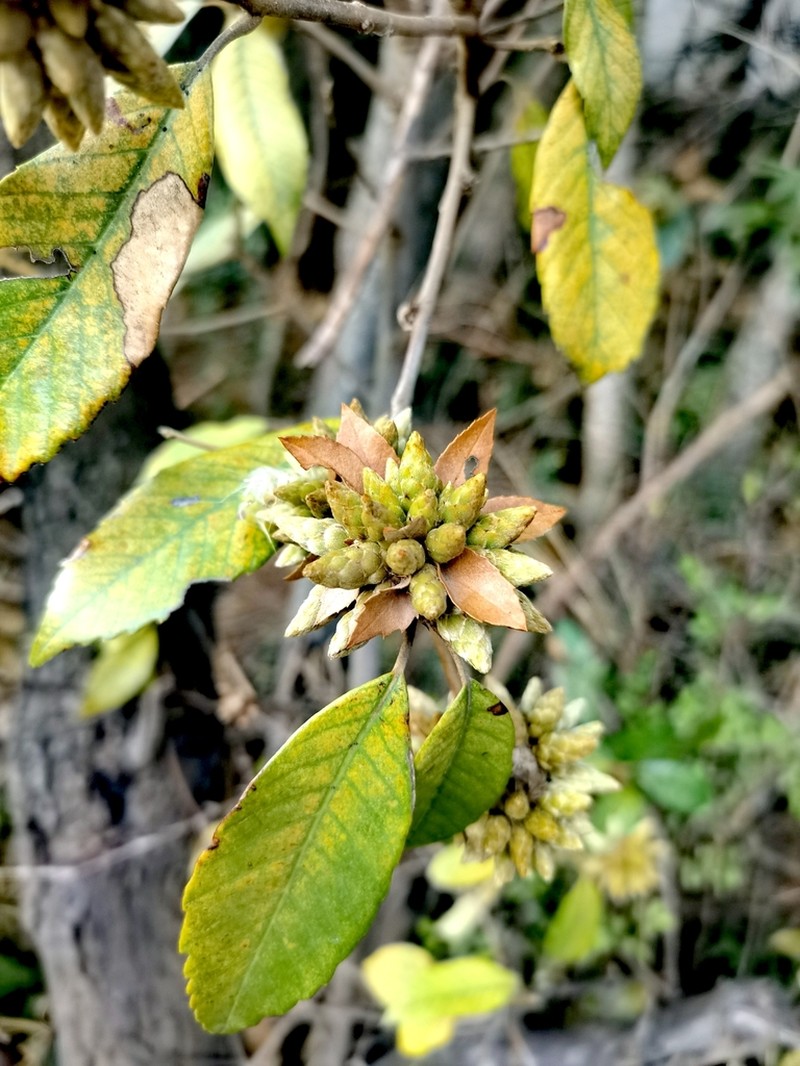 Quercus delavayi photo 6