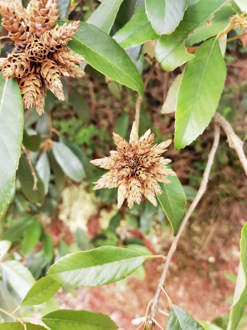 Quercus delavayi photo 7