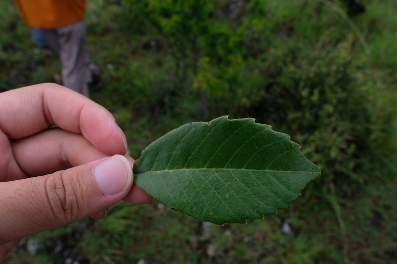 Quercus delavayi photo 8
