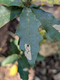Quercus delgadoana