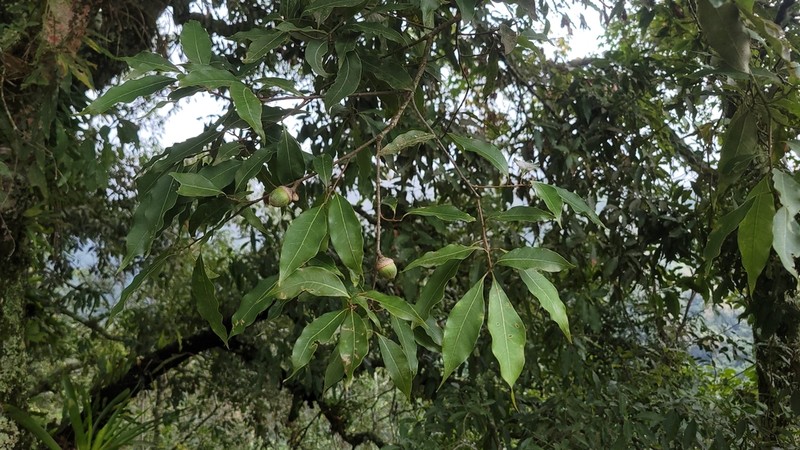 Quercus delgadoana photo 2