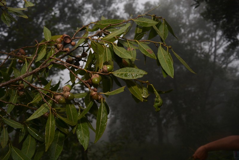 Quercus delgadoana photo 3