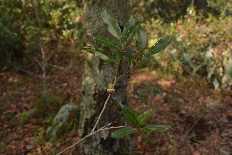 Quercus delgadoana photo 4