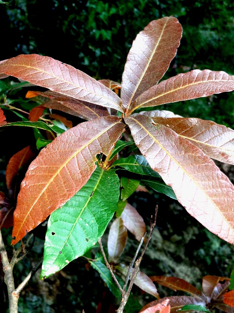 Quercus delgadoana photo 5