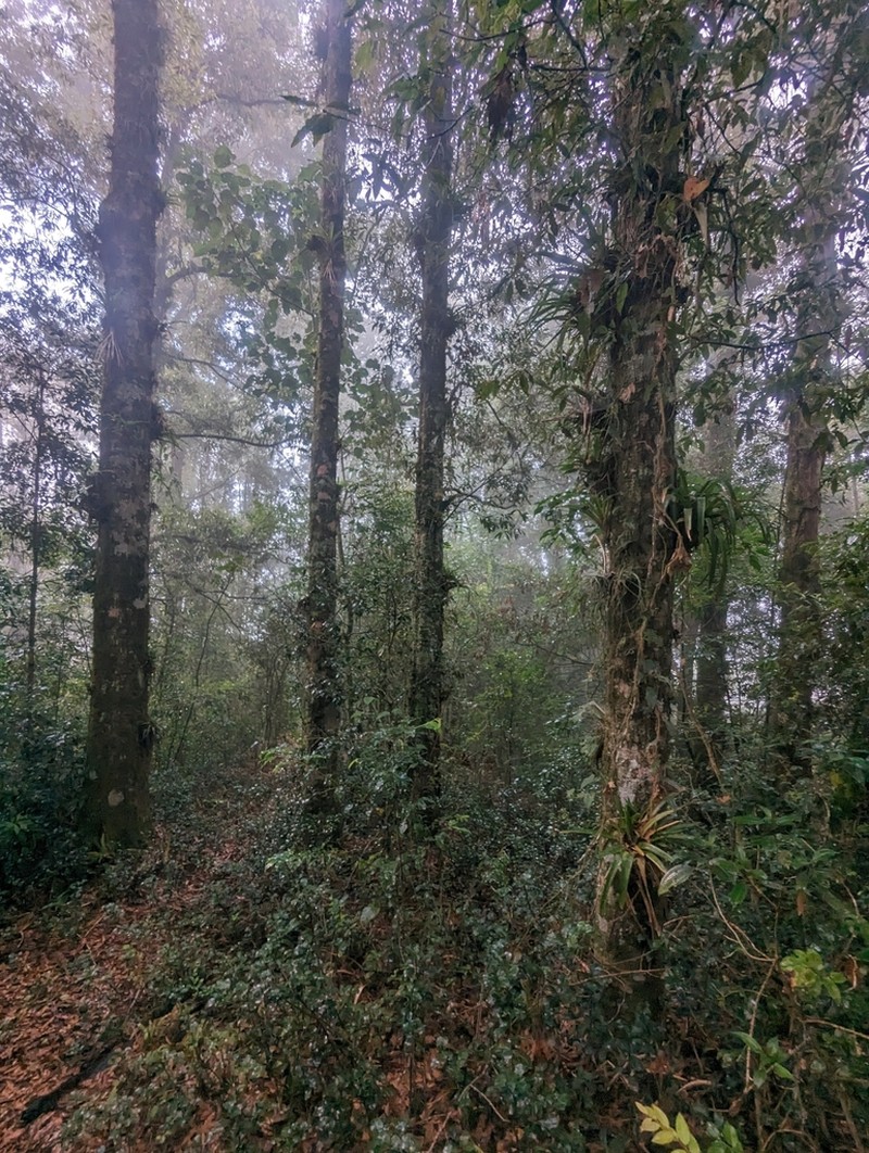 Quercus delgadoana photo 6