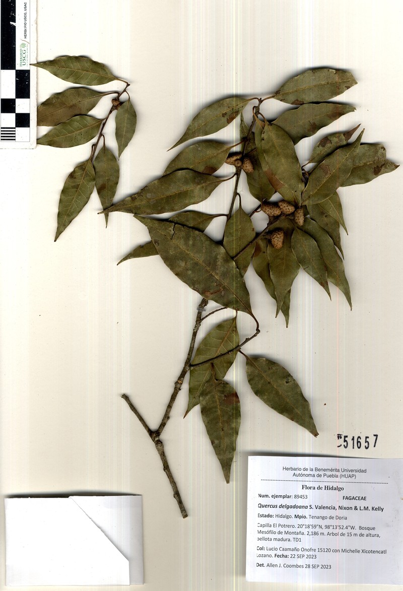 Quercus delgadoana photo 7
