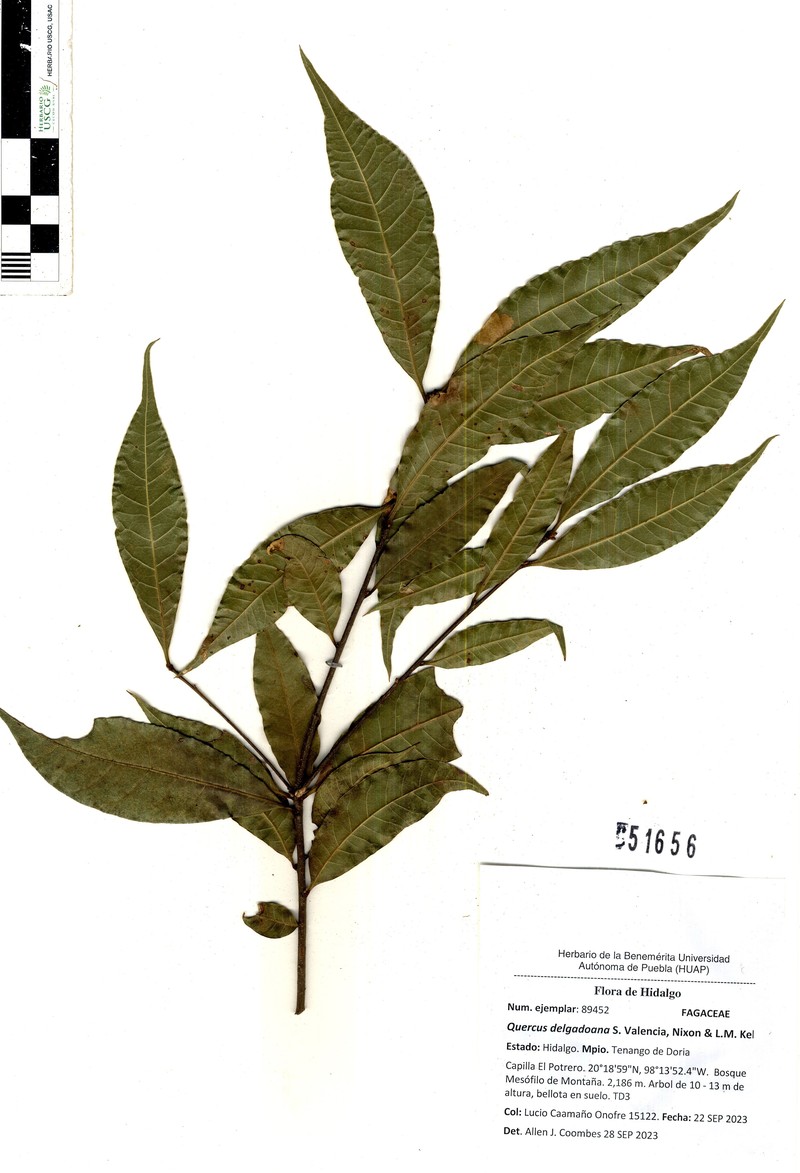 Quercus delgadoana photo 8