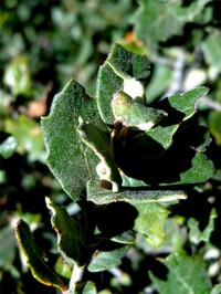 Quercus deliquescens
